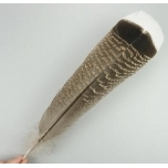 Hane,indiaanlaste Kotka sulg, naturaalne 1tk