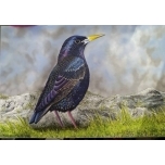 Õlimaal Kuldnokk 40*60 Puitplaadil