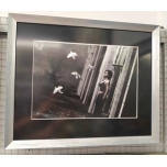 Linnud(Amadeus Eisenberg) 2022