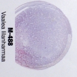 Mederi Marmor lüstervärv Hele lillakashall M488 5g